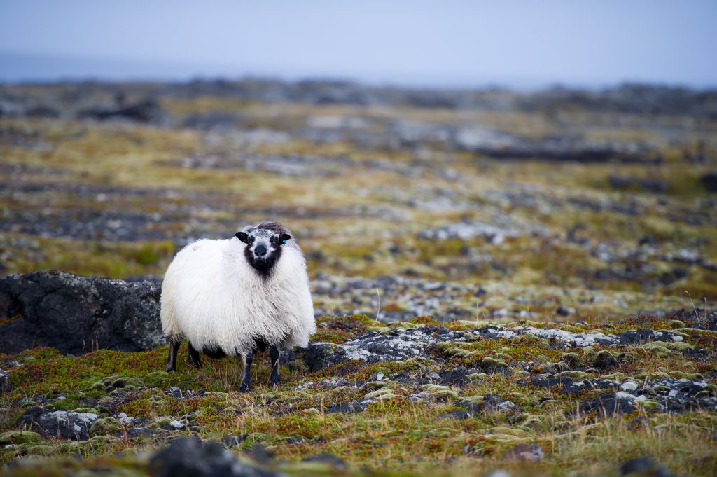 アイスランド 動物　ホワイト長毛羊　shutterstock_340107017